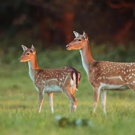 La Perle Du Fierain 롯지 베르비에