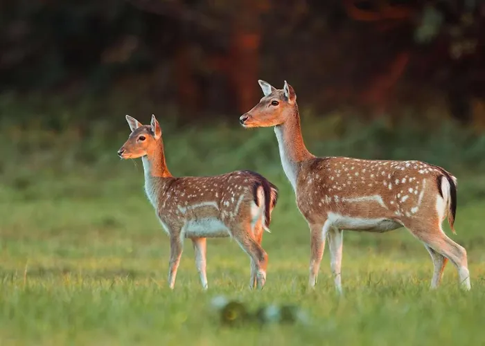 La Perle Du Fierain Lodge Verviers